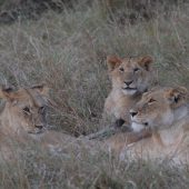  The Serengeti, TZ